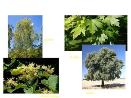 Орыс түкті қынап порно