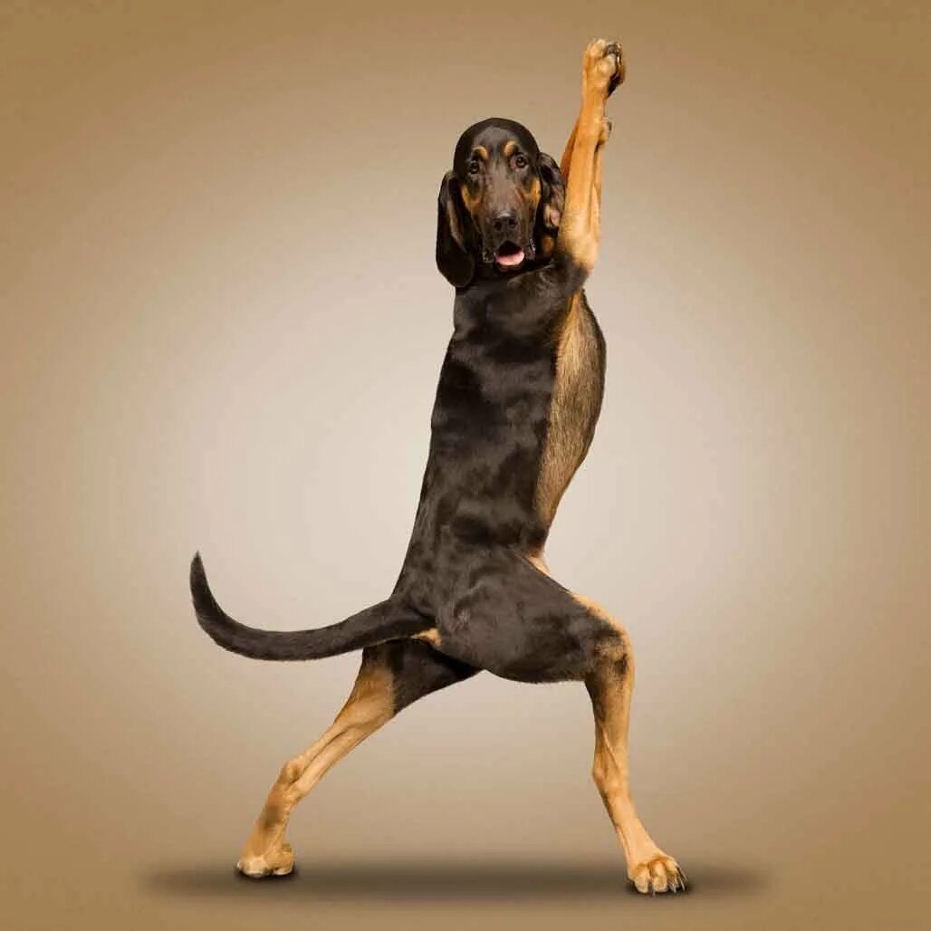 Позы животных. Собака йога. Танцующий пес. Смешные позы животных. Йога с животными