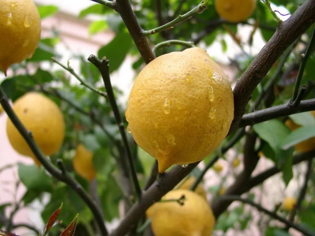 Как ухаживать за лимонами за начинающими. Лимон Rutaceae. Павловский (Citrus Limon Pavlovsky). Лимонарий Павлово. Лимон домашний.