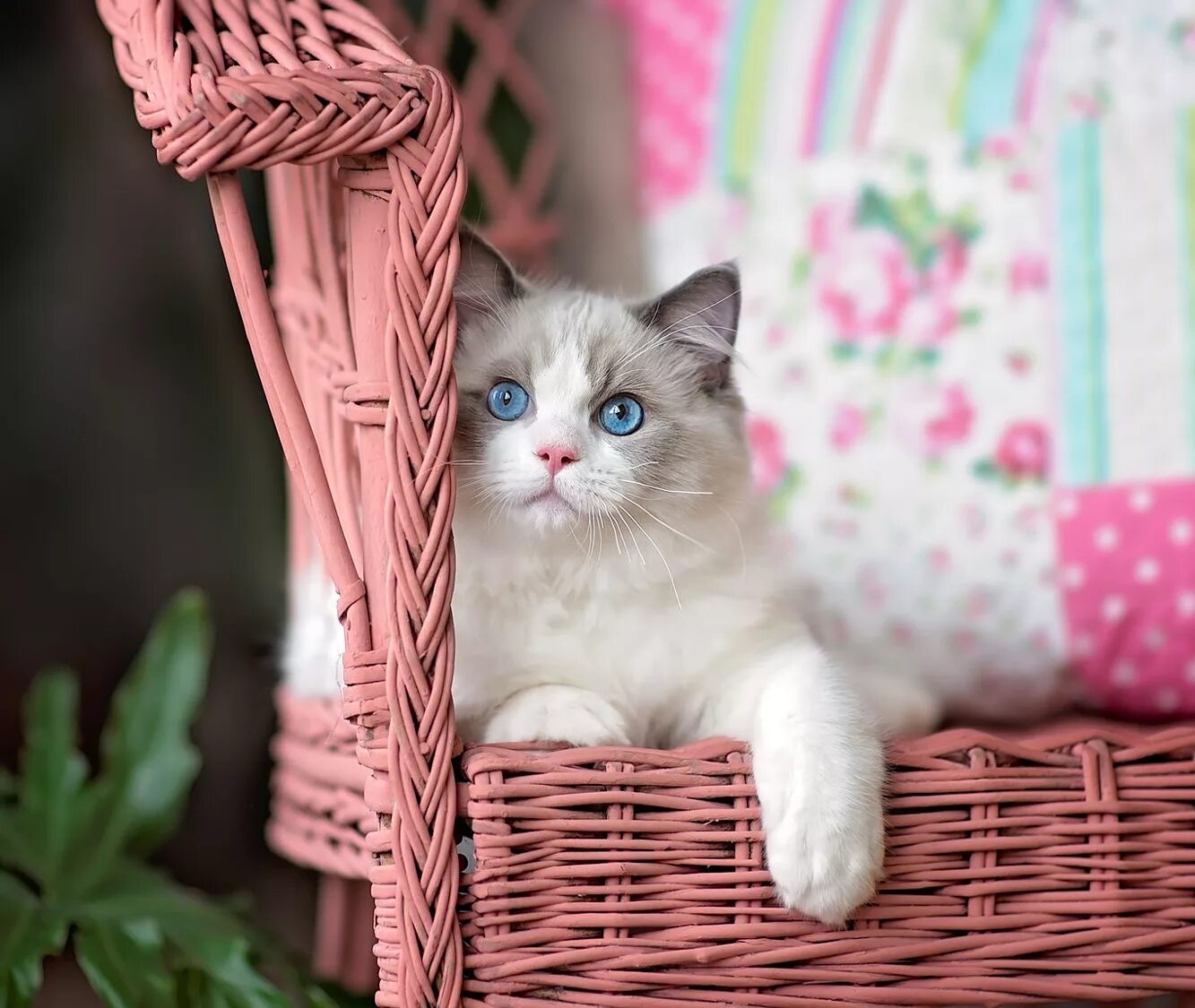 британская короткошёрстная кошка котята. красивые котики. серый котёнок. красивые котята. пушистые котята.