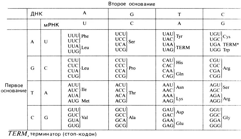 Из днк в ирнк таблица. Таблица ген кода ДНК. Таблица генетического кода англ. Таблица генетического кода ДНК на английском. Таблица код ДНК И РНК.