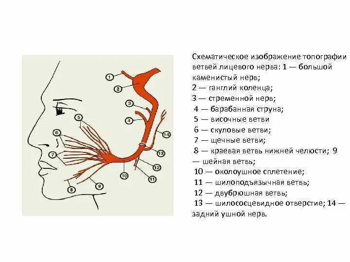 Ветви лицевого нерва схема. Лицевой нерв неврология схема. Лицевой нерв анатомия ветви. Топография лицевого нерва схема. Карта лицевых нервов
