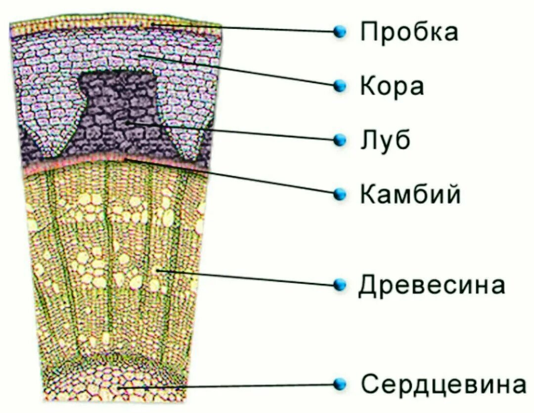 Срезы егэ. Образовательная ткань на среза стебля двудольного растения.. Строение стебля камбий. Ткани растений образовательная ткань камбий.