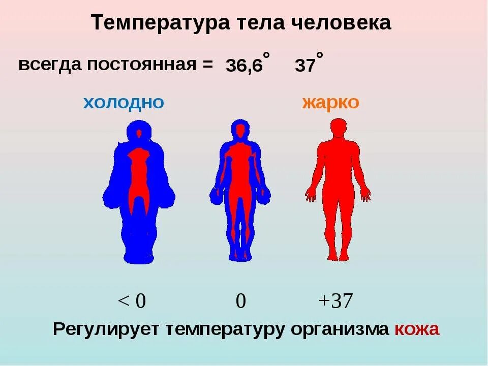 Холодные руки при давлении. Температура тела. Температура человека. Температура в теле человека. Температурач келовека.