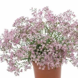 Гипсофилы в горшке