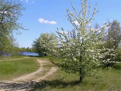 Река яблоня
