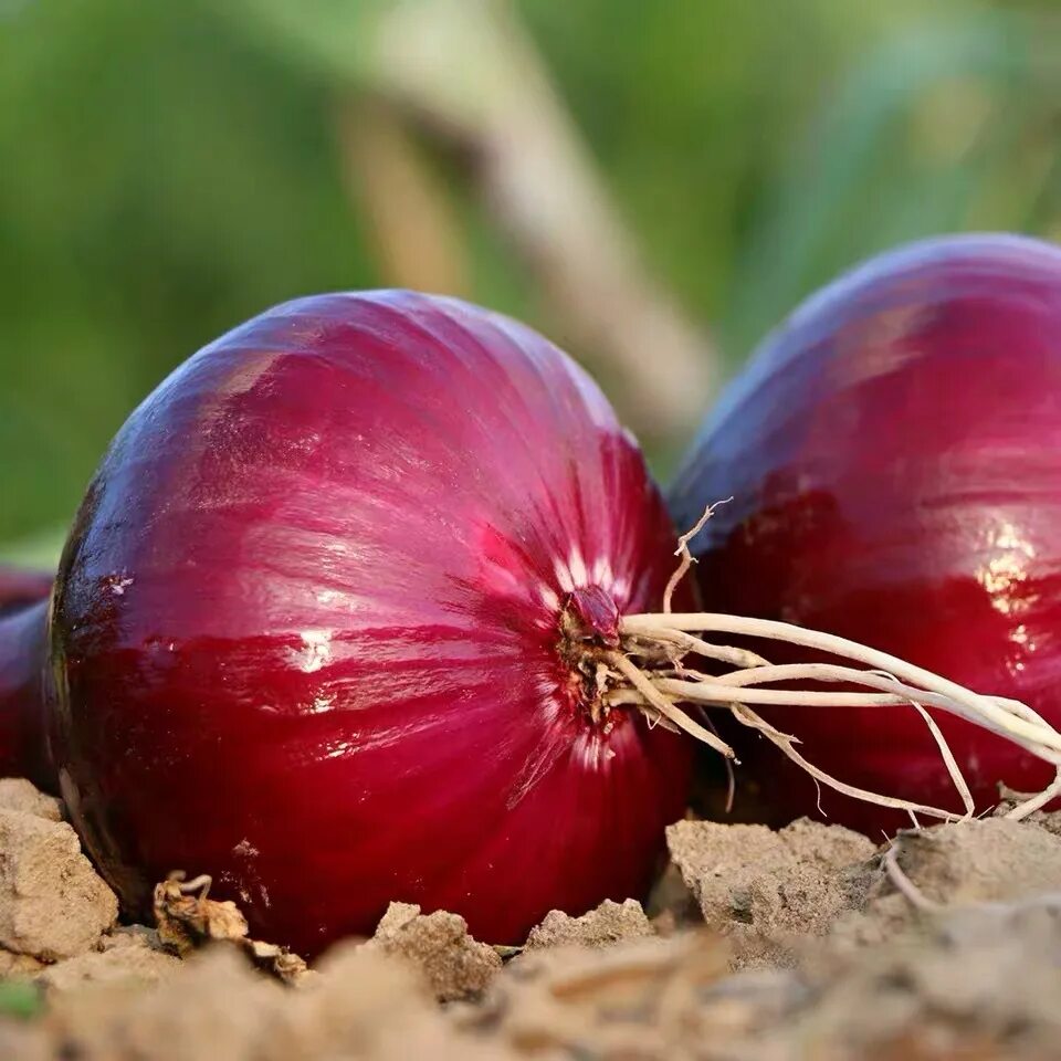 Лук репчатый севок ред Барон. Лук Allium Cepa. Лук севок ред Барон Лукаморе. Лук севок ред Барон фото.