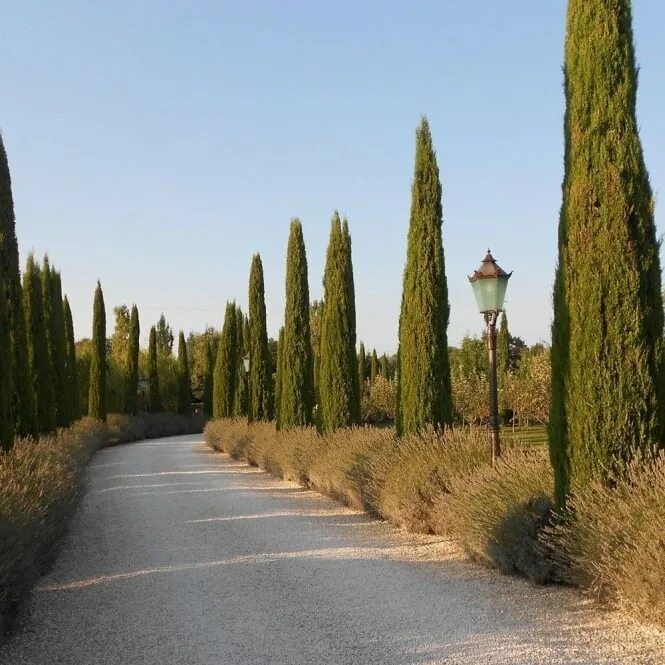 Стройный как кипарис. Кипарис cupressus sempervirens. cupressus sempervirens ‘pyramidalis’ (italian cypress). кипарис - cupressus. кипарис вечнозеленый крым.