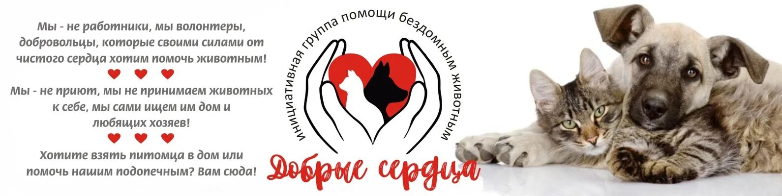 Помощь бездомным животным лысьва. Помощь бездомным животным лысьва