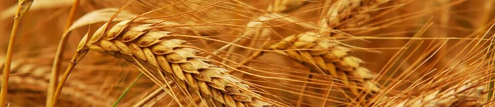 Фермеры продали 1364 т пшеницы. Пшеница 3д. Т1 у пшеницы. Рисовые поля фото. Бизнес шапка.