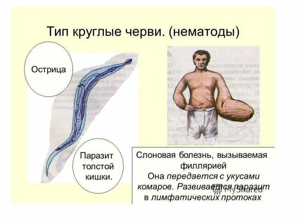 Круглые черви 3 типа. Nematoda (круглые черви). Тип круглые черви форма тела. Круглые черви класс нематоды. Класс и представители круглых червей.