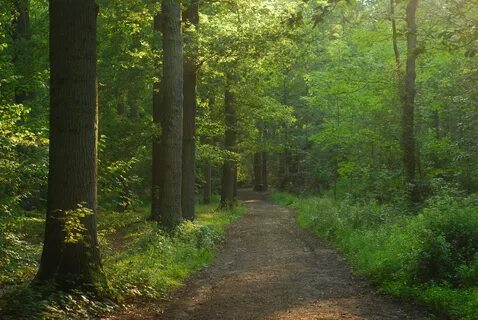 De bois
