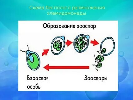 Жизненный цикл зооспор