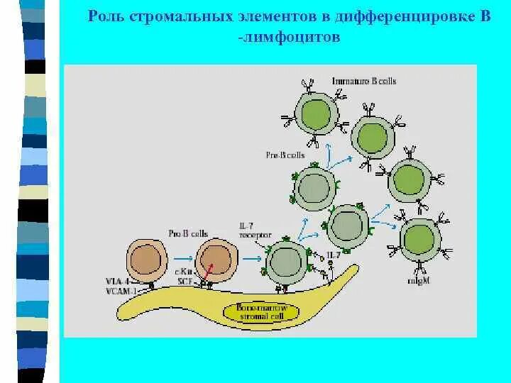 Созревание и дифференцировка в лимфоцитов. Маркер в1-лимфоцитов. маркеры дифференцировки в-лимфоцитов.. процесс созревания лимфоцитов. маркеры дифференцировки т- и в-лимфоцитов.