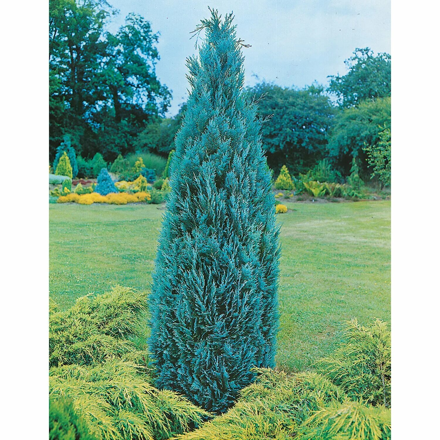 Кипарисовик Лавсона Колумнарис. Кипарис Колумнарис. Chamaecyparis lawsoniana columnaris. Кипарисовик Лавсона Пелтс Блю.