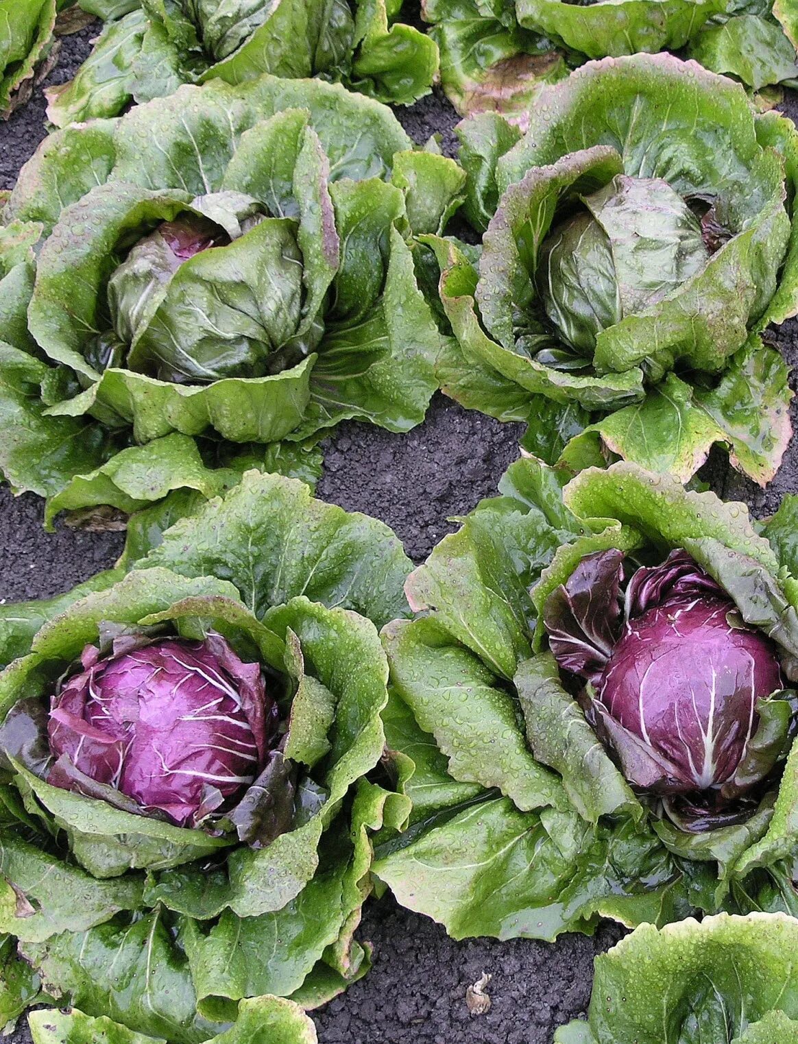 Радичио салат фото как выглядит. Hâtez vous de planter les choux.