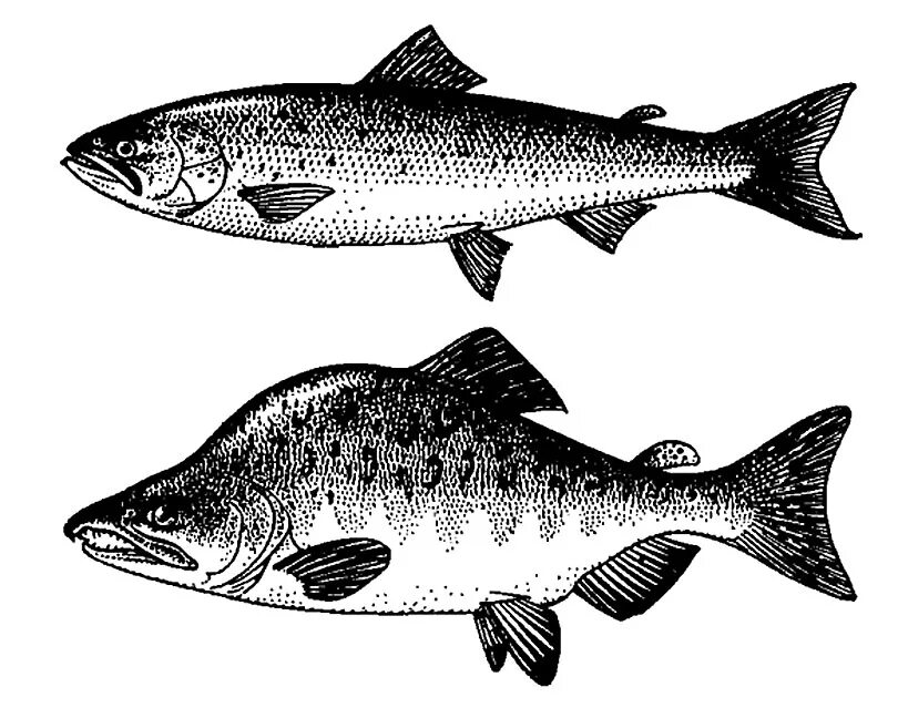 Лосось и семга отличие. Отряд Лососеобразные горбуша. Кета семейство лососевых. Семейство лососевые (Salmonidae). Горбуша семейство лососевых.