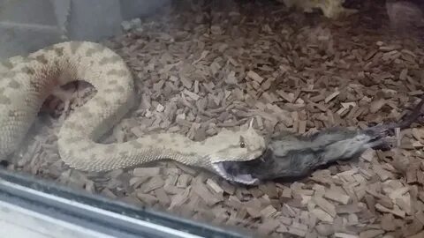 Едим змей видео