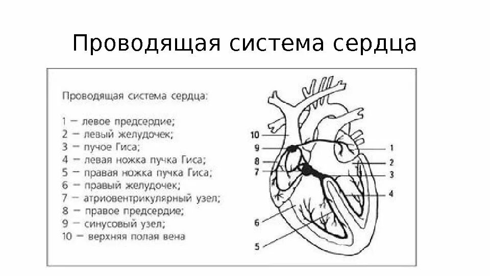 В состав какой системы входит сердце. Строение проводящие системы сердца. Проводящая система сердца схема. Схема строения проводящей системы сердца. Проводящая система сердца человека рисунок.