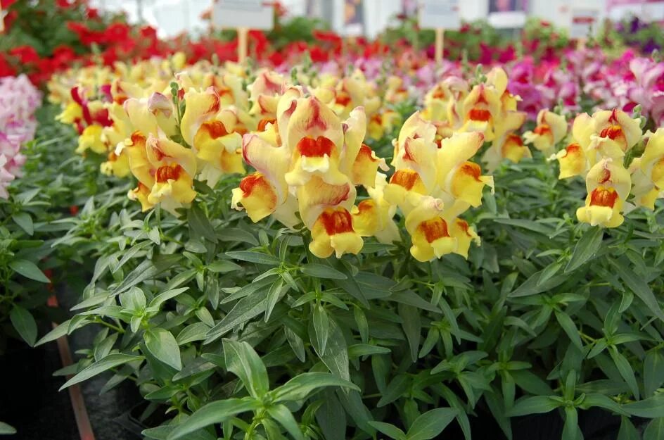 антирринум (antirrhinum). антирринум листья. львиный зев антирринум калифорния. львиный зев цветок. львиный зев цветок.