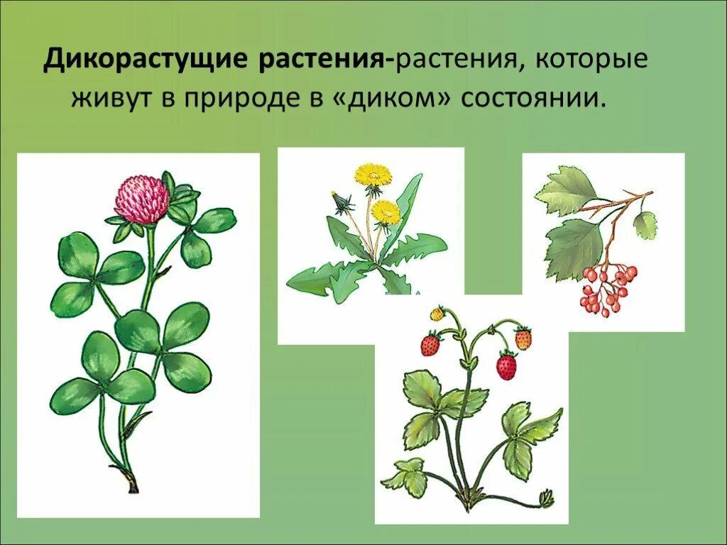 Картинки ДИКОРАСТУЩИЕ ЦВЕТКОВЫЕ РАСТЕНИЯ