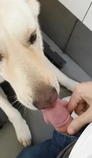 Dog Licking Mans Dick.