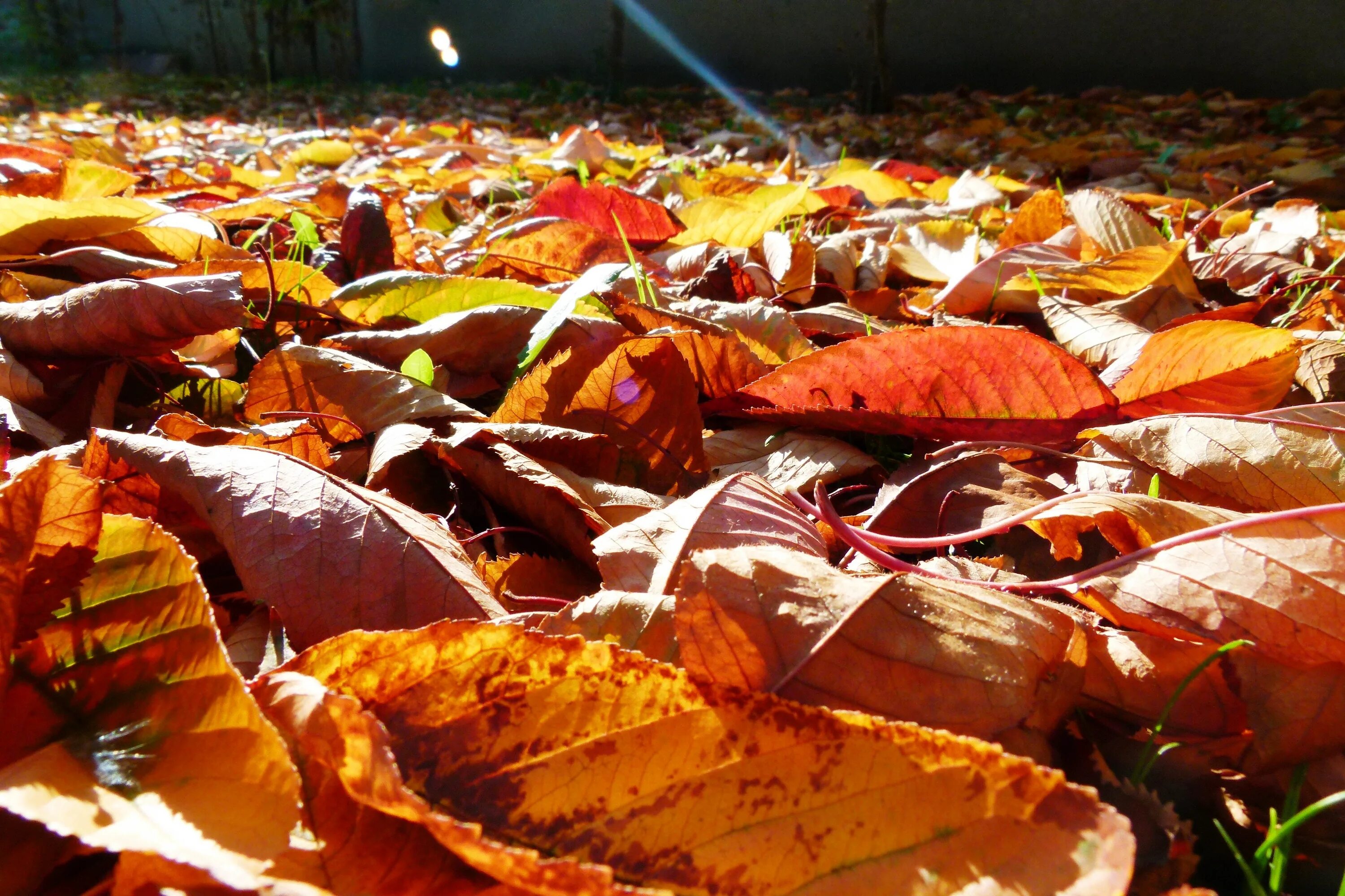 Куча осенних листьев. Сухие осенние листья. Осень сухие листья. Куча сухих листьев. Ворох желтых листьев