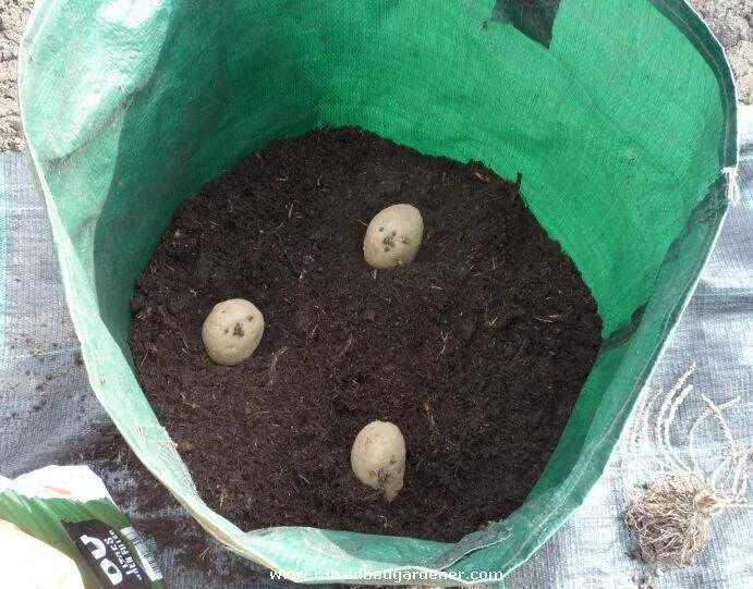 Картошка ростками вниз или вверх. Посадка картофеля в мешках. Посадка картошки в мешках. Высаживание картофеля в мешках. Вырастить картофель в мешке.
