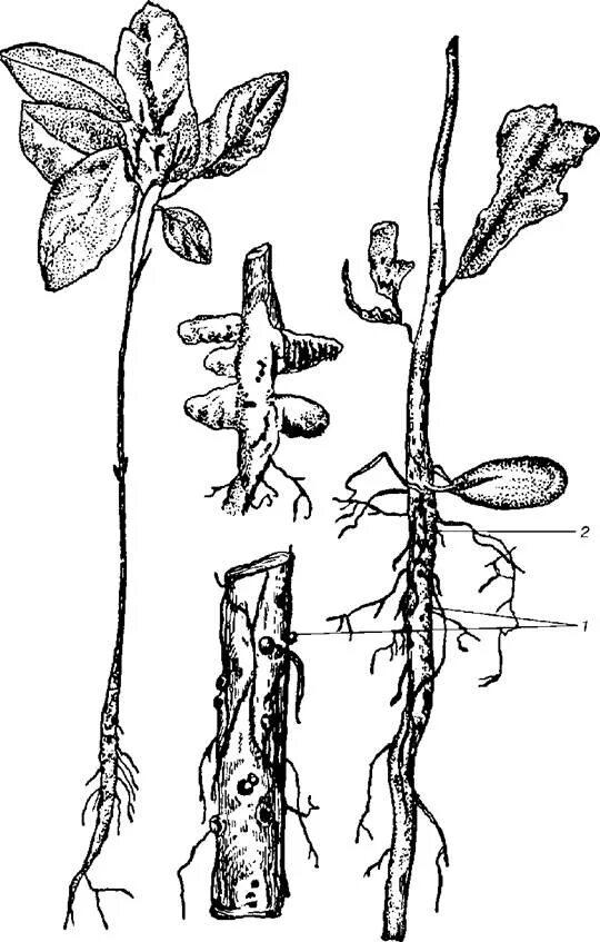 Надземные части корня. Rosellinia quercina. Серая плесень сеянцев. Гниль корневой шейки у сеянцев.