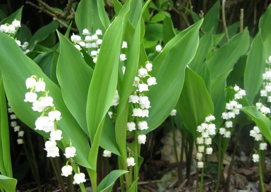 Картинки растений. Ландыш Майский. Ландыш Майский "grandiflora". Ландыш Майский Пролификанс. Ландыш Майский Нургуш.