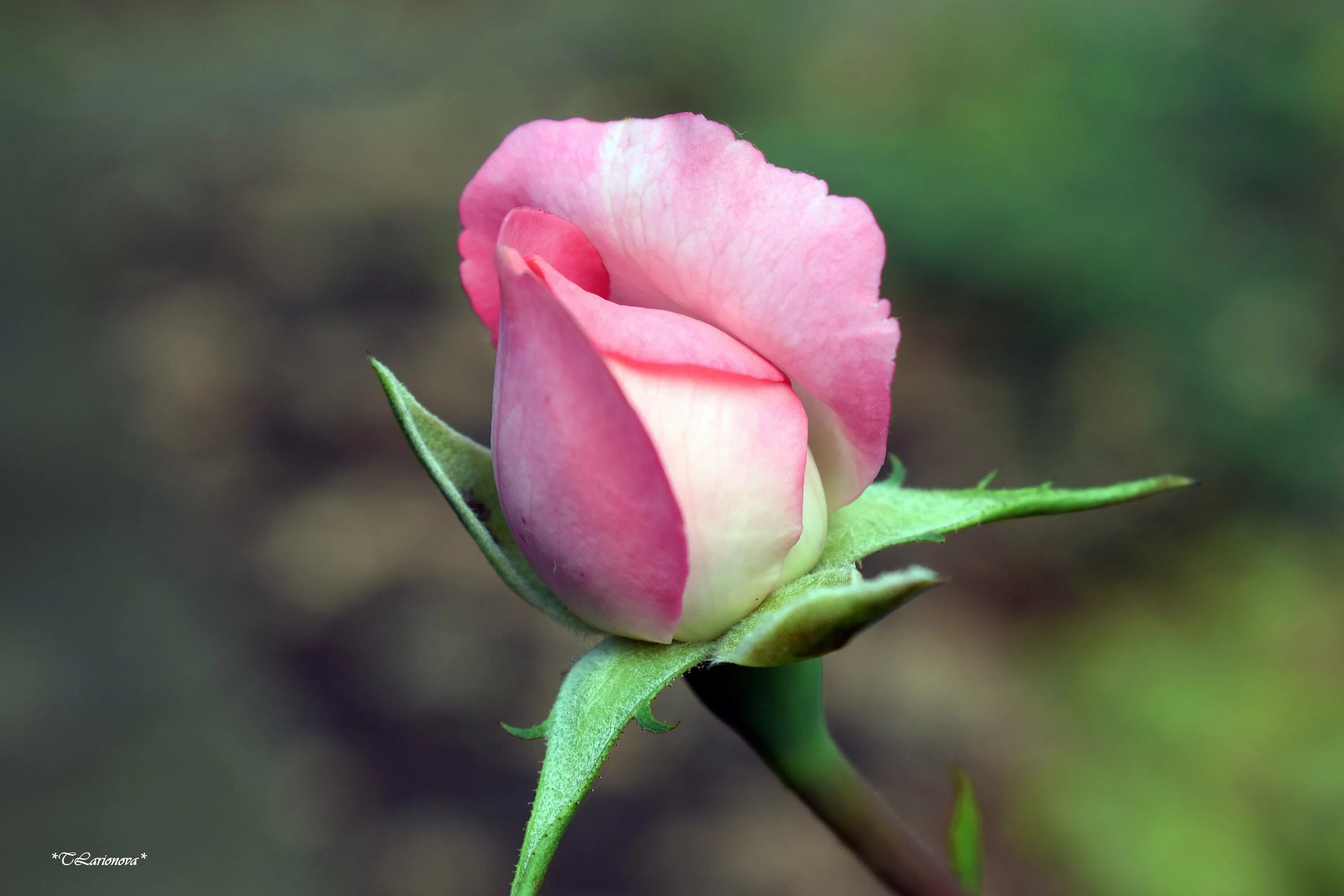 Нераскрывшийся бутон розовой розы. Бутон розы "Lilac" (Extra). Бутон розовой розы
