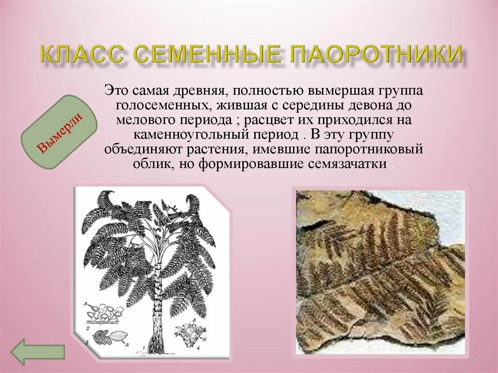 Семенные папоротники Пермского периода. Семенные папоротники строение. Древние Голосеменные растения вымершие. Древние семенные папоротники.