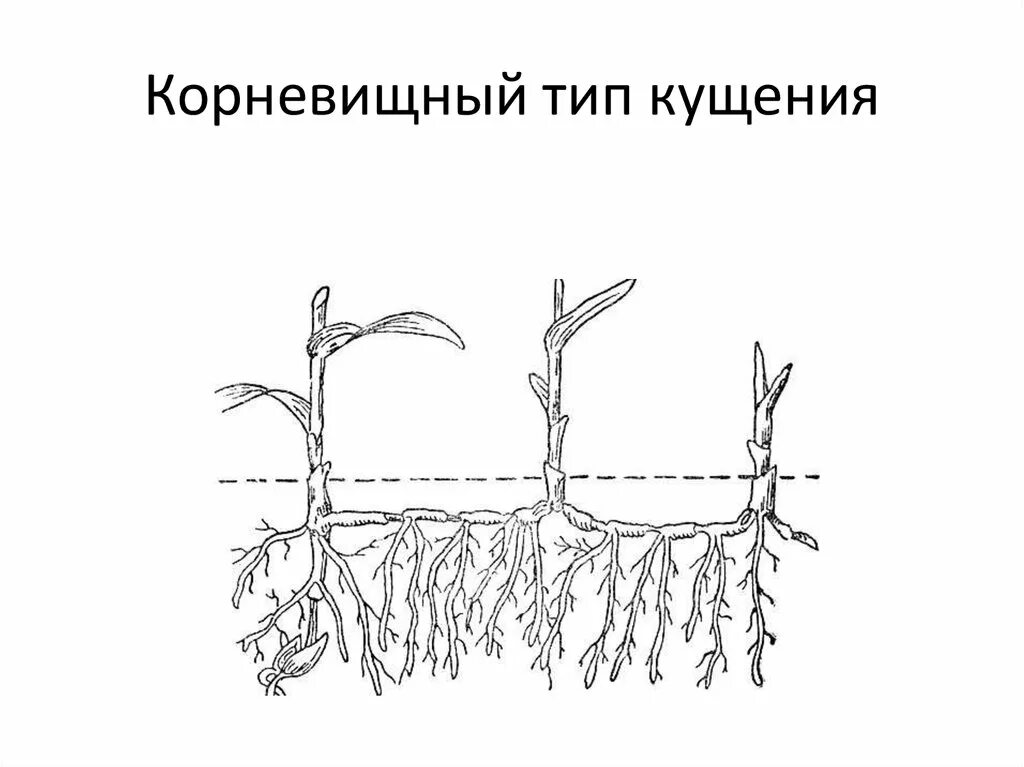 Деление корневища. Корневищный Тип кущения. Корневищно рыхлокустовой Тип кущения. Кущение злаков схема. Пырей корневищный.