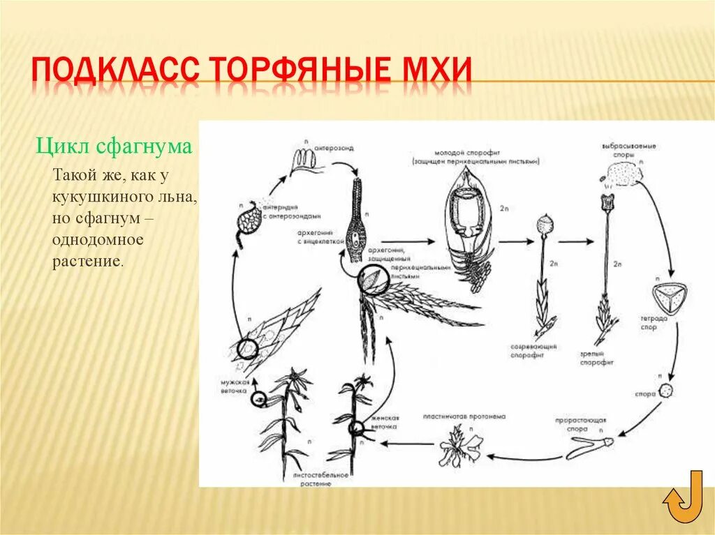 Жизненный цикл сфагнума схема. Жизненный цикл мха Кукушкин лен схема. Цикл развития сфагнума схема. Цикл развития мха сфагнума схема.