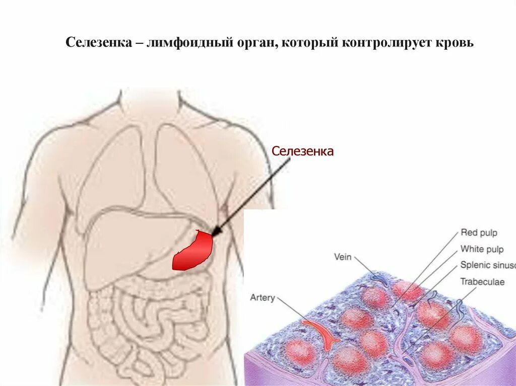 Селезенка лимфоидный орган. Селезенка схема. Селезенка это орган.