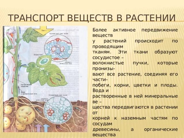 Передвижение веществ у растений 6 класс кратко