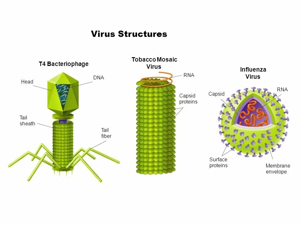 Белковый капсид. Капсид РНК вируса. Типы капсидов вирусов. Строение вируса РНК капсид. Капсид вируса гриппа.