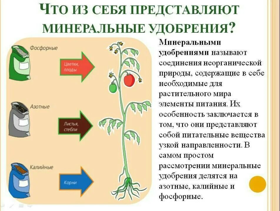 В чем заключается значение процесса плодоношения