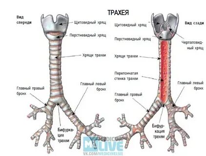 Строение трахеи животных