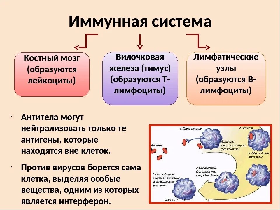 Специфические клетки иммунной системы. Антитела иммунной системы. Иммунные клетки вырабатываются. Основные клетки иммунной системы и их функции. Т клетки образуются