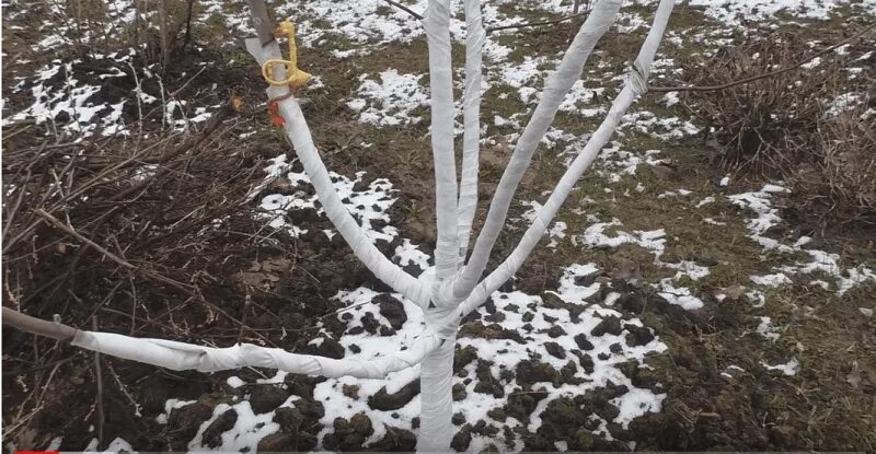 Мыши погрызли яблоню. Погрызли яблоню. Обглоданные яблони.