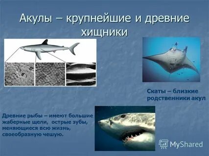 Акулы презентация