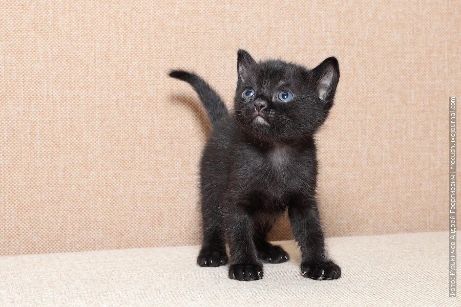 Авито купить котенка ростов. Маленькие чёрные котята породы. Бомбейские котята. Бомбей котята маленькие. Черный котенок без породы.
