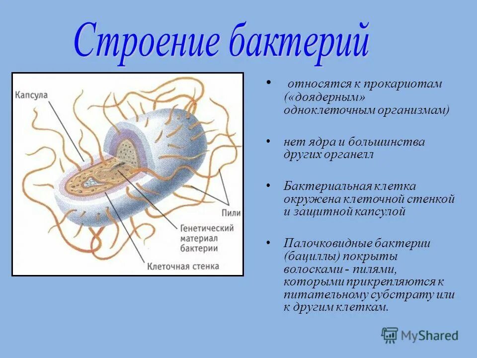 Доядерные прокариоты. Строение бактериальной клетки 6 класс биология. Строение палочковидной бактерии. Структура бактериальной клетки. Строение бактериальной клетки прокариот.