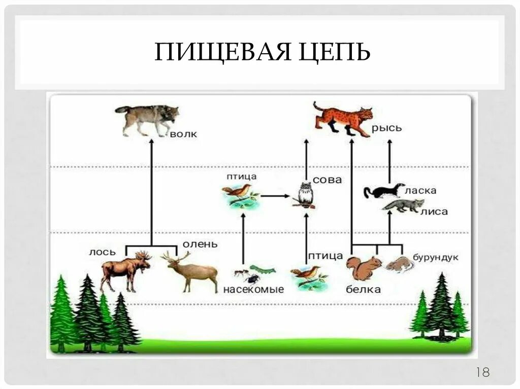 В каком природном сообществе селится лисичка. Пищевая сеть леса схема. Пищевая сеть схема биология. 5 Цепей питания 5 класс биология. Пищевая цепь елового леса класс биология.