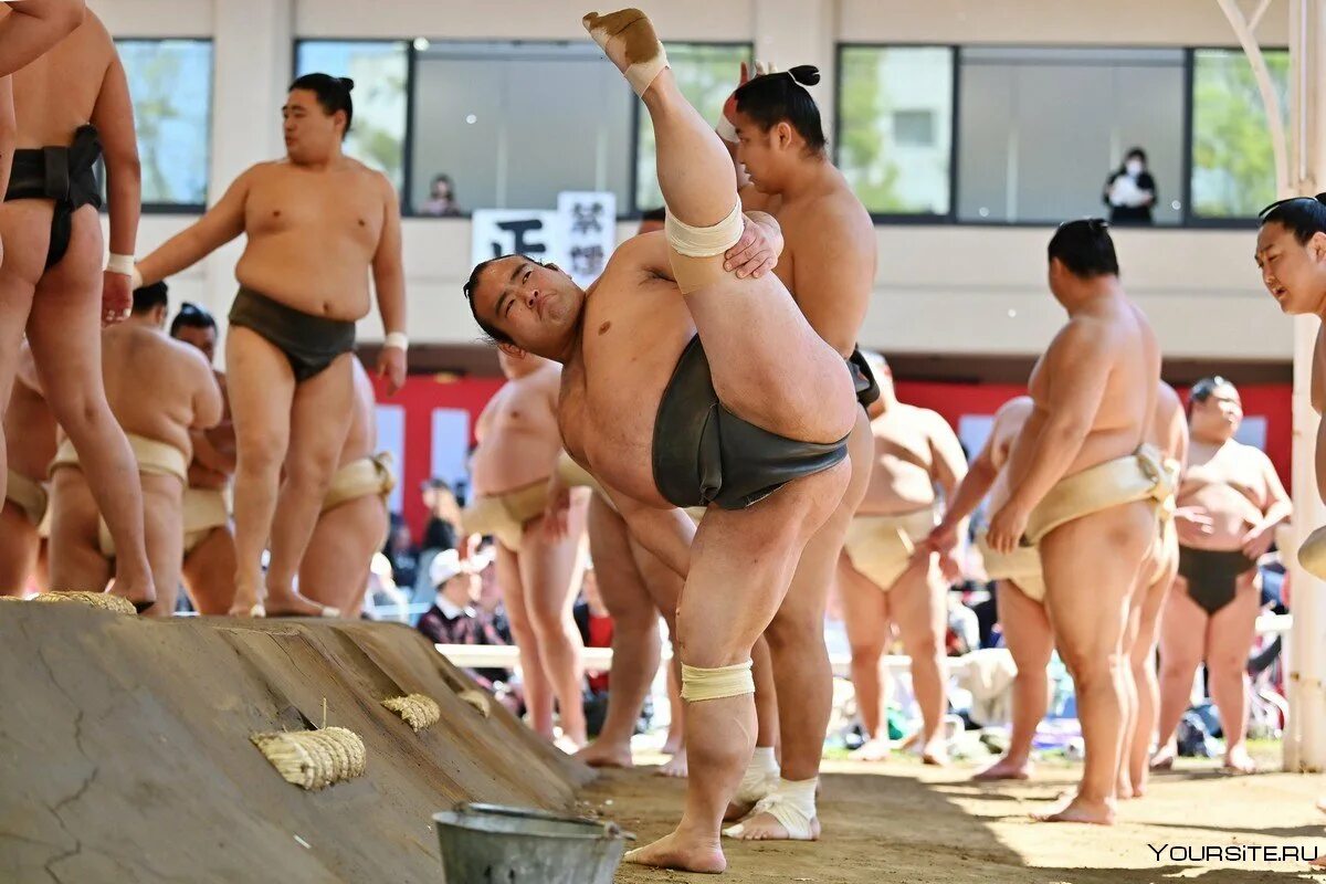 Японские борцы сумо. Суммо