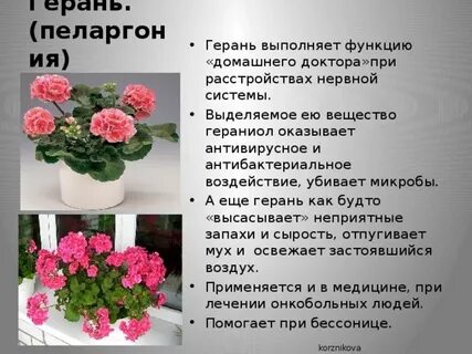 Значение цветов герань