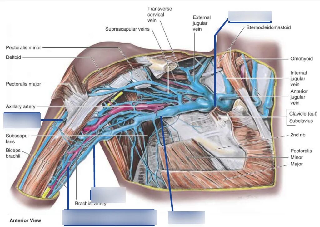 Подключичная Вена анатомия. Подмышечная Вена анатомия. Подключичная Вена топография. Подключичная Вена тромбофлебит. Подключичный тромбоз