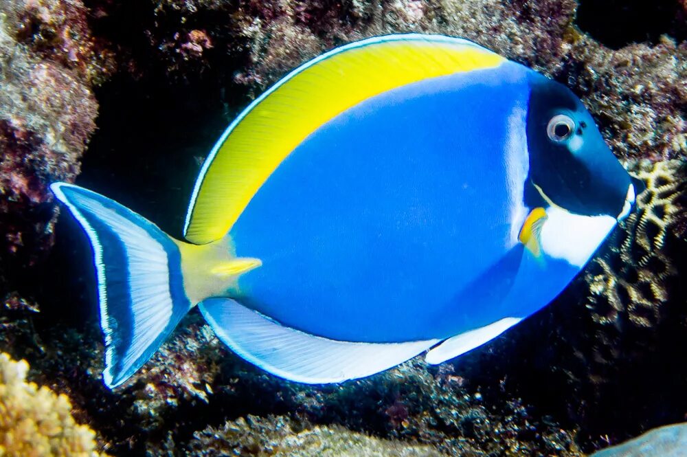 Рыба хирург почему. Acanthurus leucosternon хирург белогрудый. Acanthurus рыба хирург. Морская рыбка белогрудый. Хирург синий белогрудый.