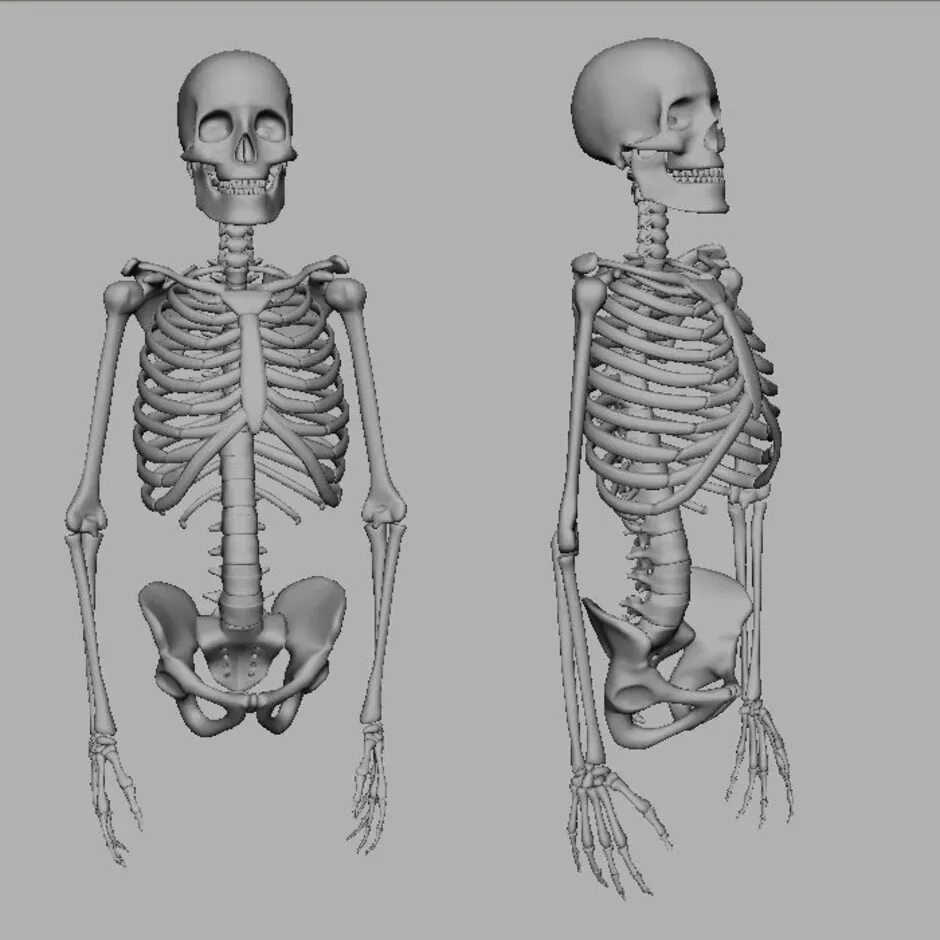 Облегченный скелет. Скелет человека анатомия Майерс. Скелет человека зарисовка. Скелет человека рисунок карандашом. Скелет в три четверти.